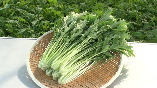 京みず菜