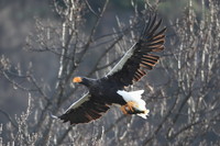 湖北野鳥センター開設30周年(2)