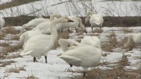 湖北野鳥センター開設30周年(1)