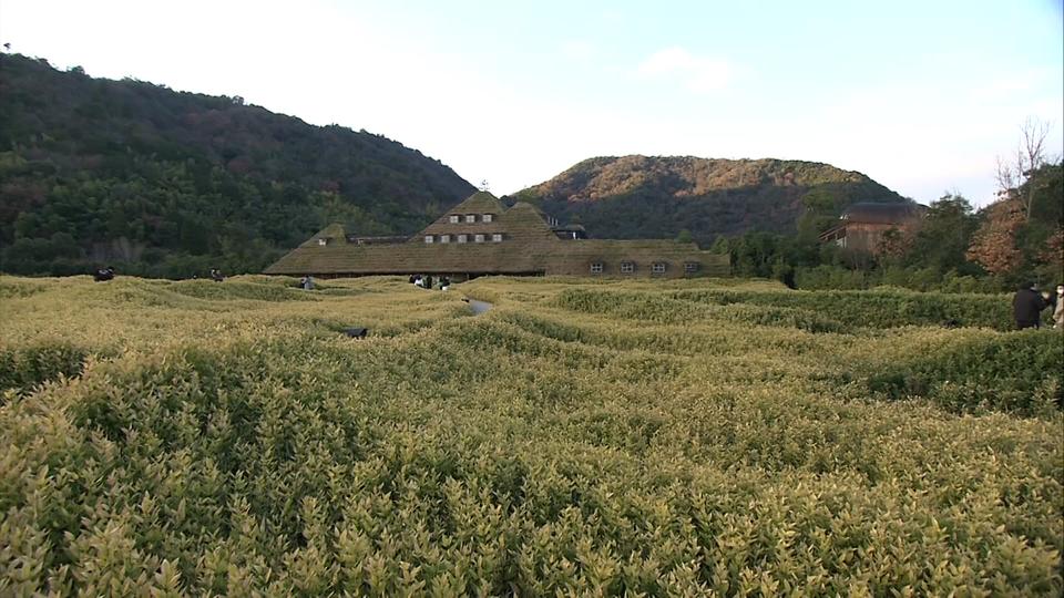 自然に学ぶ和菓子作り (1)
