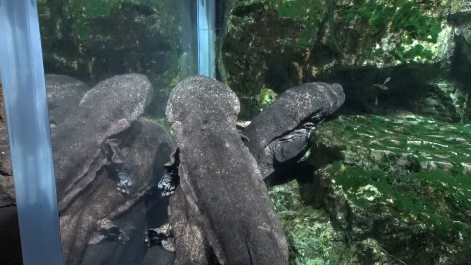 初めての京都水族館へ