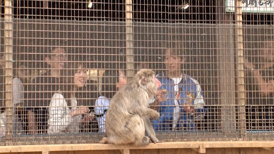 念願の嵐山モンキーパークいわたやまへ