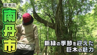 きょうとDays動画