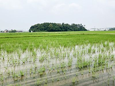 トラクターを運転する奥川さん、圃場広い画