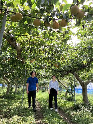 梨園で込山さん＋西上さん、梨のアップ