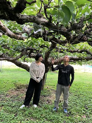 梨の圃場+畑中さん・稲富さん