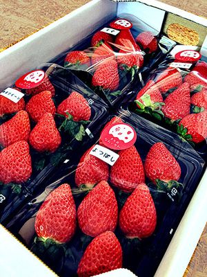 滋賀プレゼント