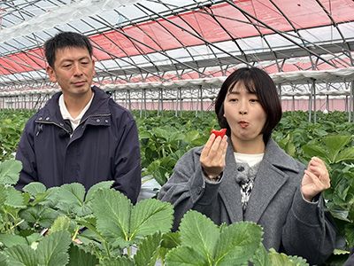 イチゴ狩り試食