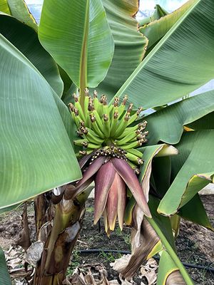 バナナ寄り＋德田さん＋西上さん