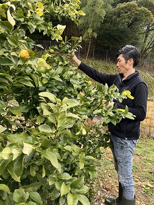 レモン畑で１ST