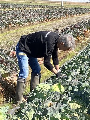 キャベツの収穫