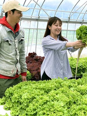 根の付いたレタス