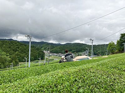 収穫作業中