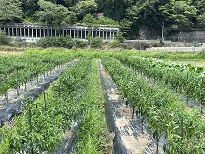 圃場・ハウス前