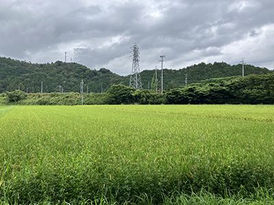 圃場